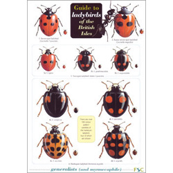 ladybird_guide02